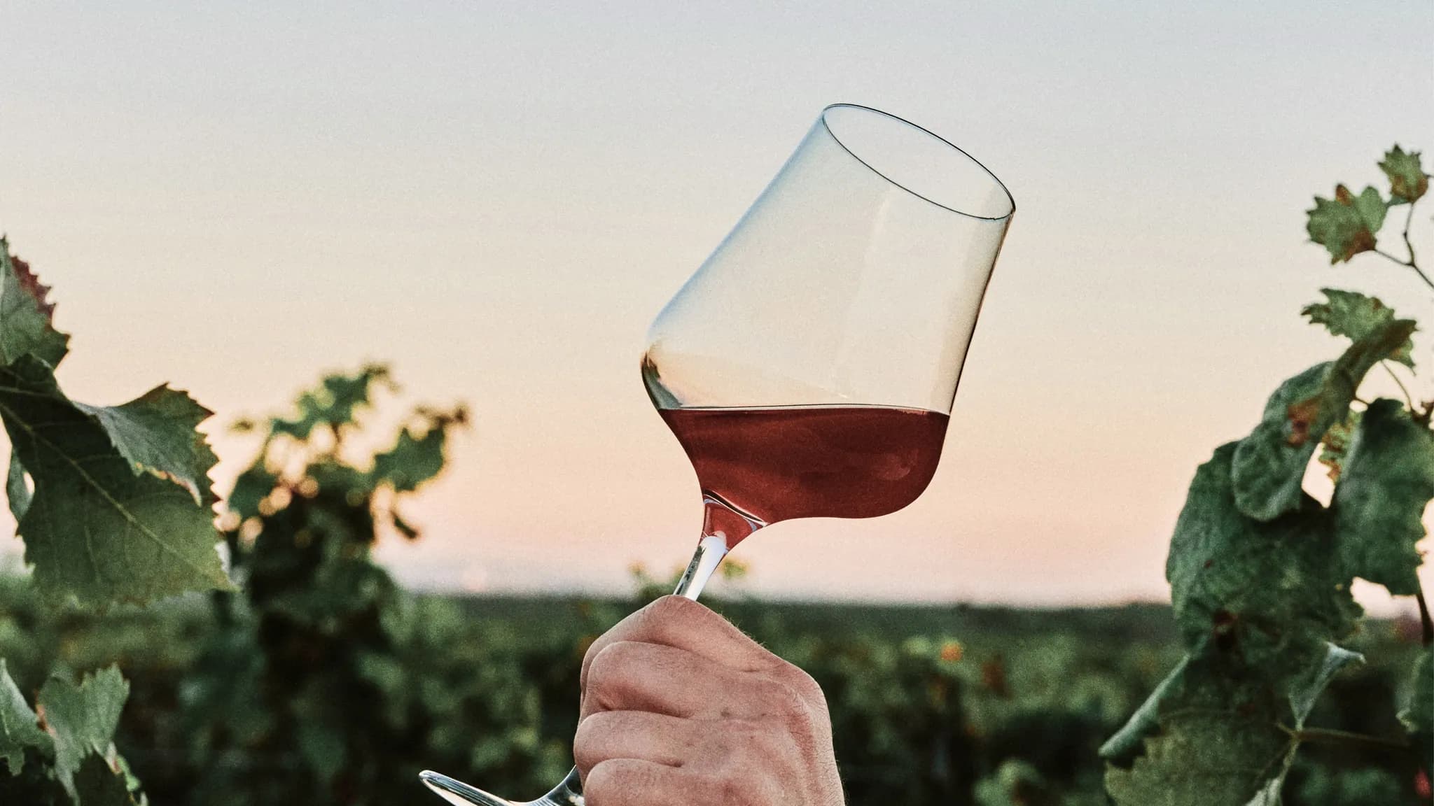 Hand hält ein Glas Rotwein zwischen Rebstöcken im Abendlicht.