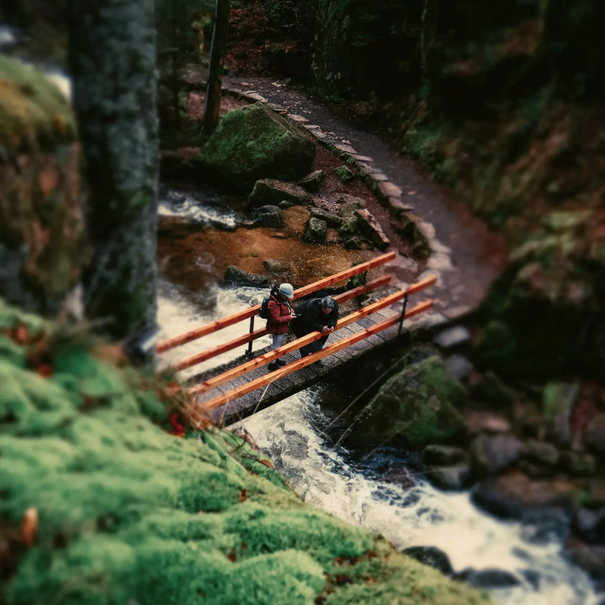 Wanderer überqueren eine Holzbrücke über einen Bach im dichten Grün, aus der Vogelperspektive.