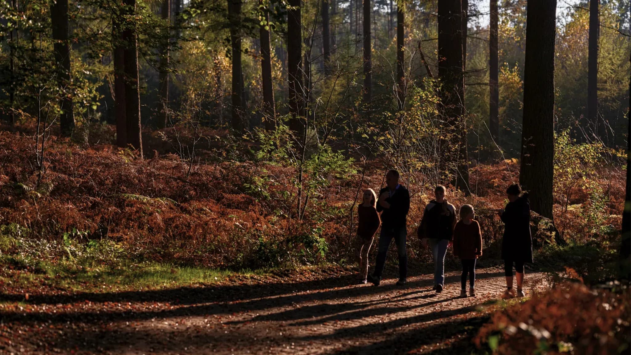 Vier Personen gehen im Gegenlicht über einen herbstlichen Waldweg zwischen Farn und Laub.