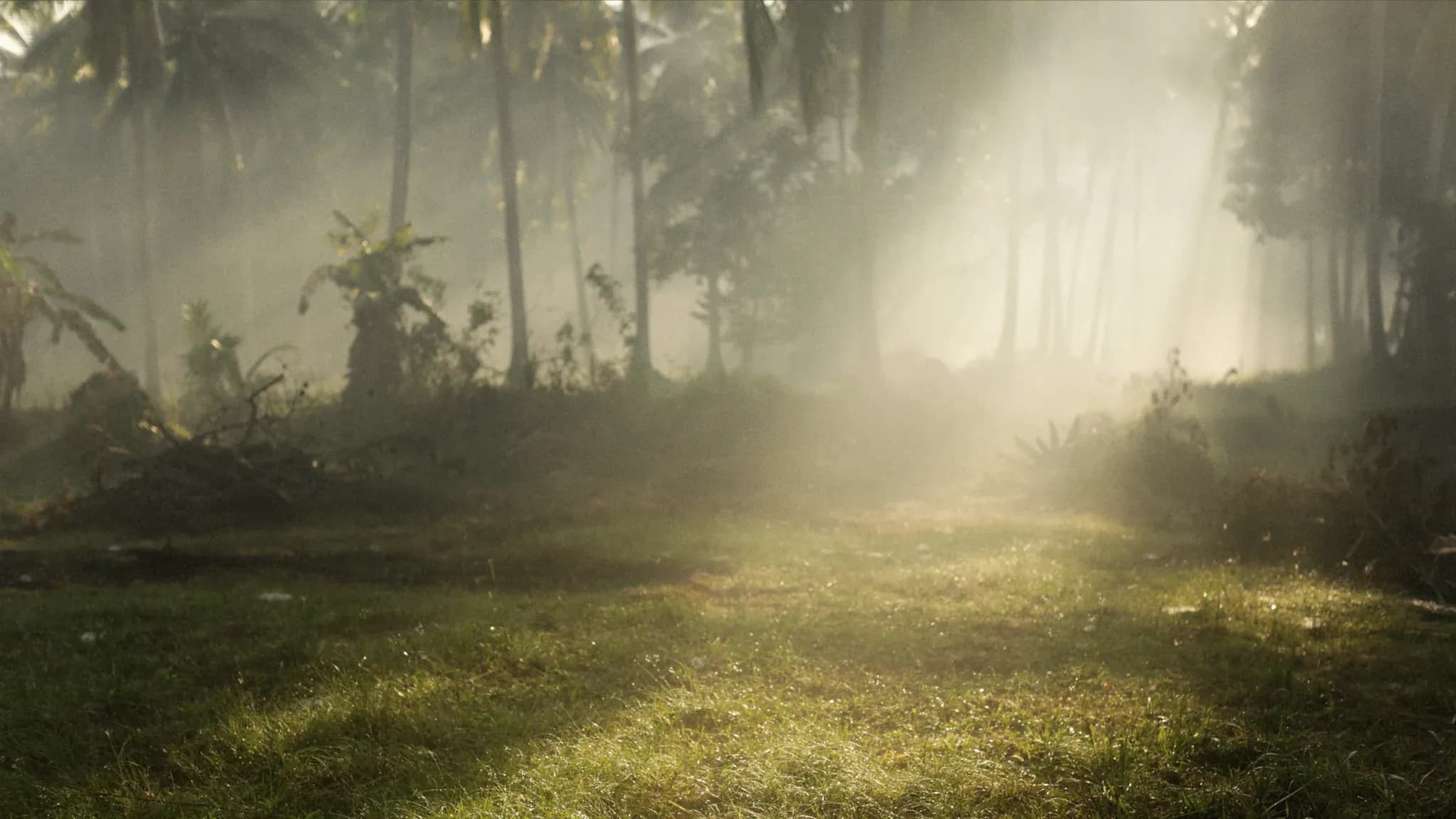 Morgennebel und einfallendes Sonnenlicht über einer Waldlichtung.
