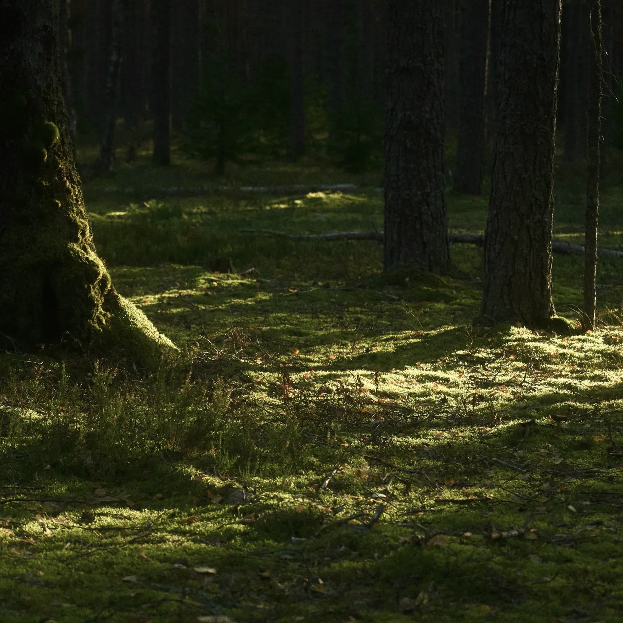 Sonnenflecken fallen durch die Baumkronen auf bemoosten Waldboden.