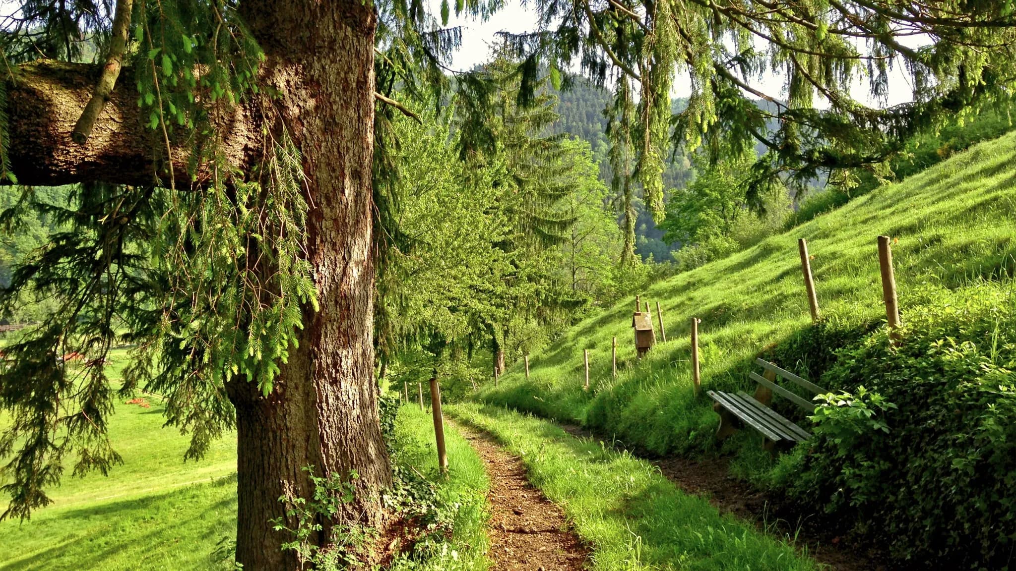 Schmaler Wanderweg mit Holzbank führt einen bewaldeten Hang entlang.