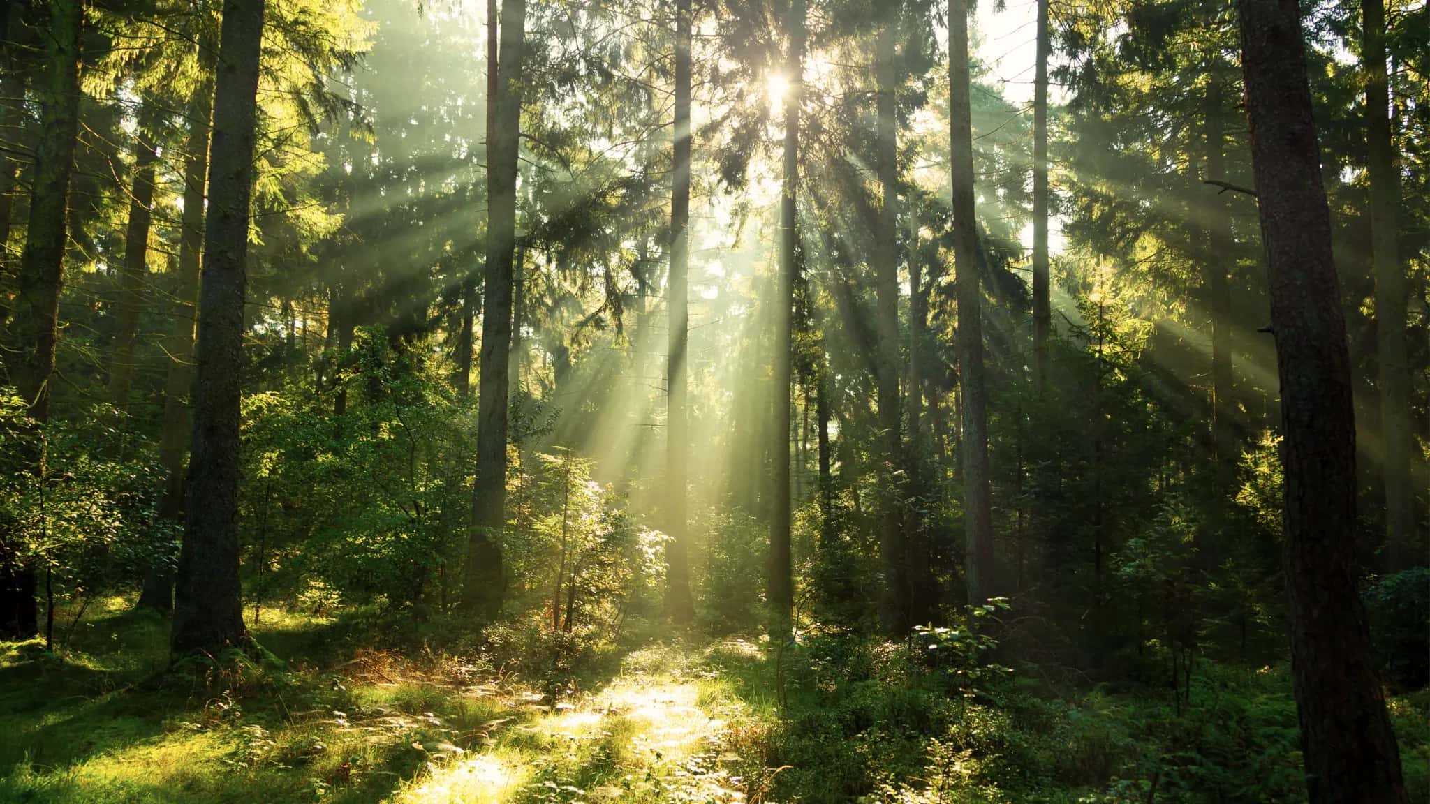 Sonnenstrahlen fallen schräg durch die Stämme eines Nadelwalds.